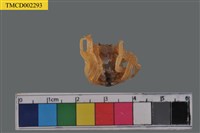 藏品(短指和尚蟹)的圖片